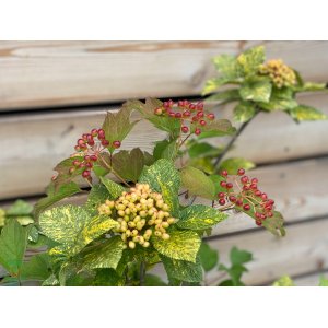 Kalina siripútková (Viburnum lantana) ´AUREOVARIEGATA´ - výška 90-120 cm, kont. C5L - NA KMIENKU